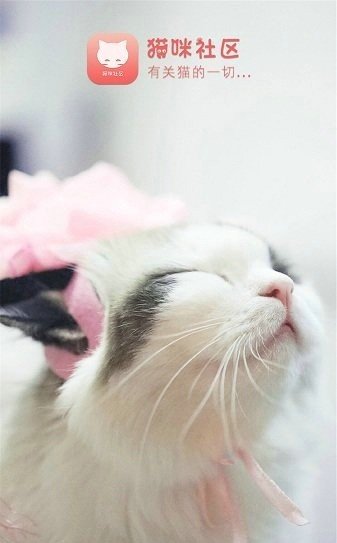 猫咪社区最新版2023下载v1.0.28图3: