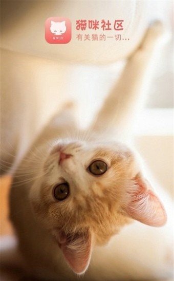 猫咪社区最新版2023下载v1.0.28图2: