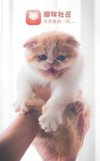 猫咪社区最新版2023下载v1.0.28图1: